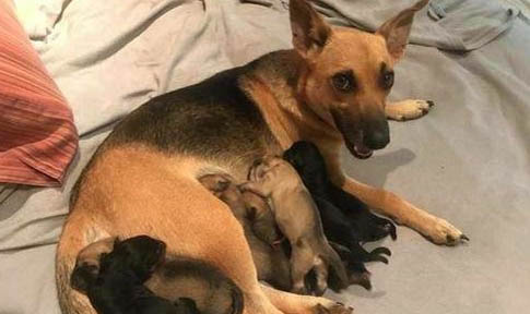 母犬怎么判斷是否患有子宮蓄膿