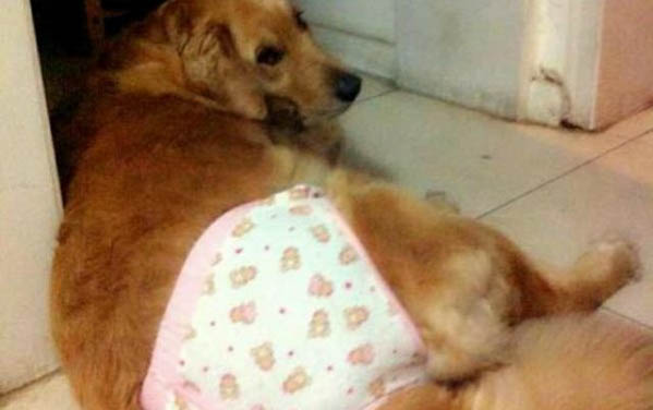 狗狗可以經常吃動物內臟嗎