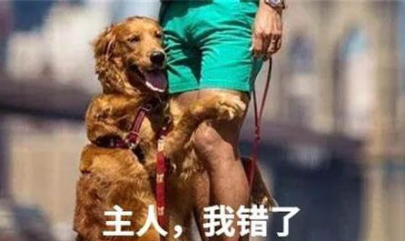 狗狗低燒有哪些癥狀