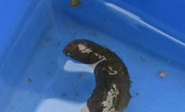 寵物龜頸潰瘍的癥狀表現(xiàn)