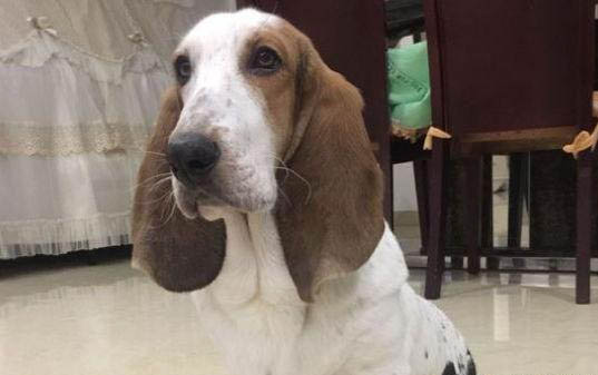 狗細小癥狀初期癥狀