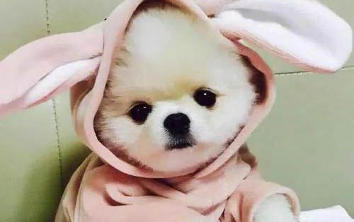 貓能不能吃巧克力啊？