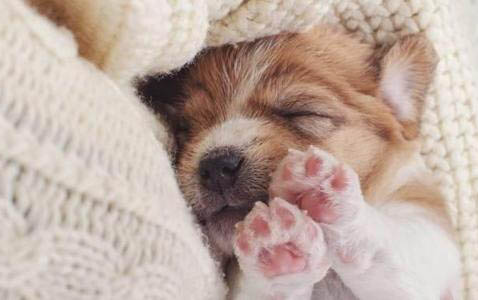 狗狗得了狂犬病最多活幾天？