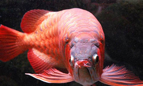 魚缸過濾器增氧嗎