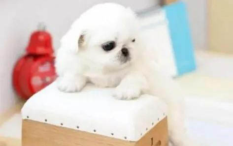 陌生大狗為什么要咬小狗？