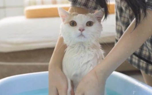 貓懷孕了可以吃雞嗎