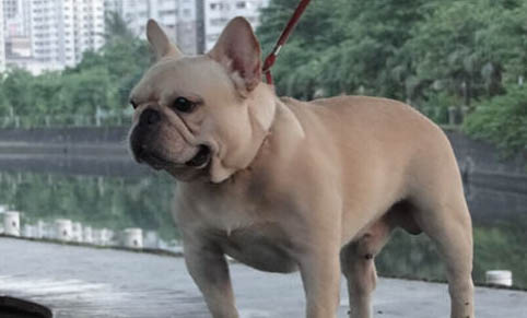 狗狗下崽間隔時間是多久