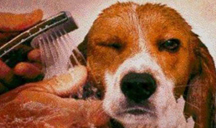 狗中耳炎的癥狀與治療