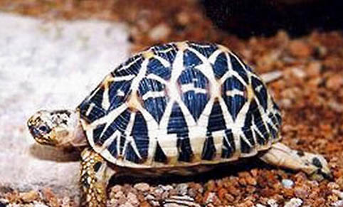 印度星龜可以深水養(yǎng)嗎