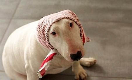 法國斗牛犬怎么樣驅蟲