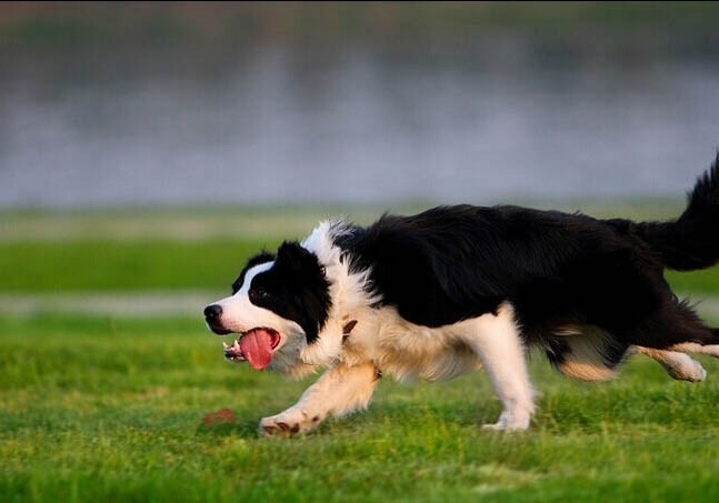 牧羊犬有哪些