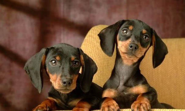 怎樣擁有好狗緣？