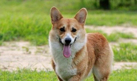 卡迪根威爾士柯基優(yōu)缺點