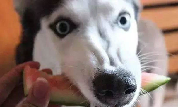 狗狗可以吃水煮蛋嗎
