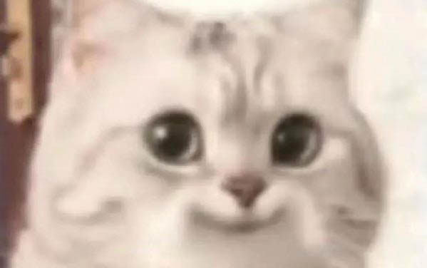 貓咪不吃不喝嘔吐是什么原因