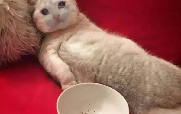 貓咪懷孕癥狀是什么