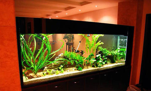 營養不良或過剩可導致觀賞魚疾病