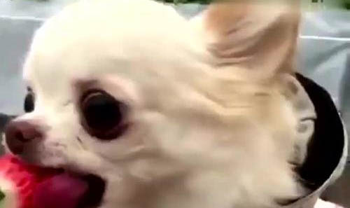 訓練吉娃娃大小便