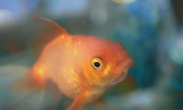 怎么判斷鳳尾魚要生了