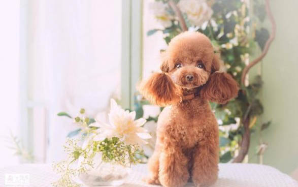 泰迪是哪個國家的狗