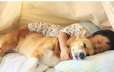 狗狗得了犬瘟在家怎么治療