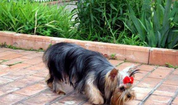 約克夏犬價格多少錢一只 圖片