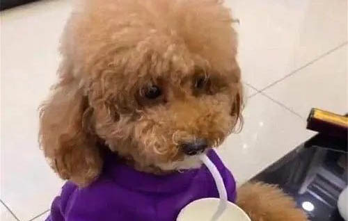 狗狗吃什么東西對腸胃好