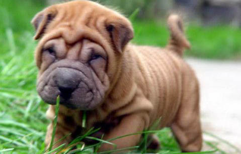 沙皮狗好養嗎 沙皮狗飼養方法