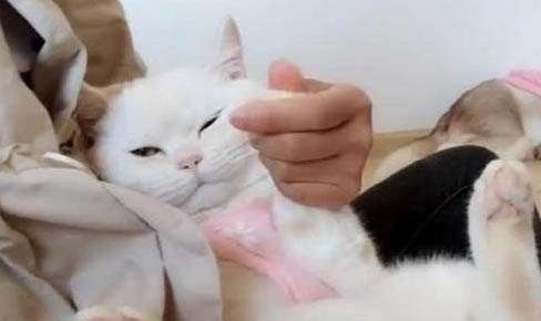 如何擼貓呢