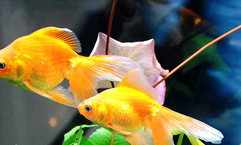 養銀龍魚合適的魚缸尺寸