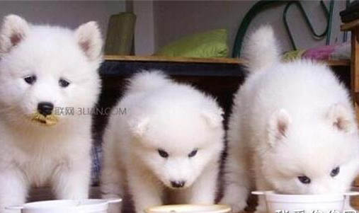 狗狗消化不良的癥狀是什么表現