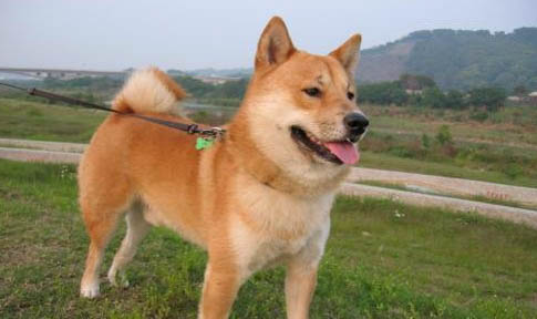 柴犬哪里有賣的