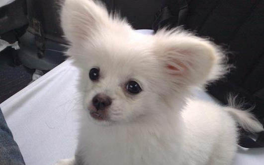 標準泰迪犬體型