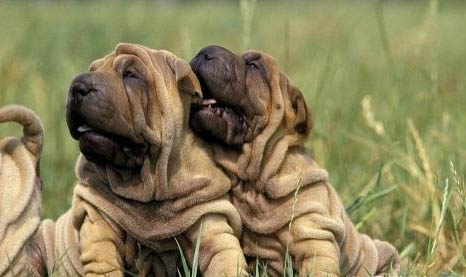 沙皮狗好養(yǎng)活嗎