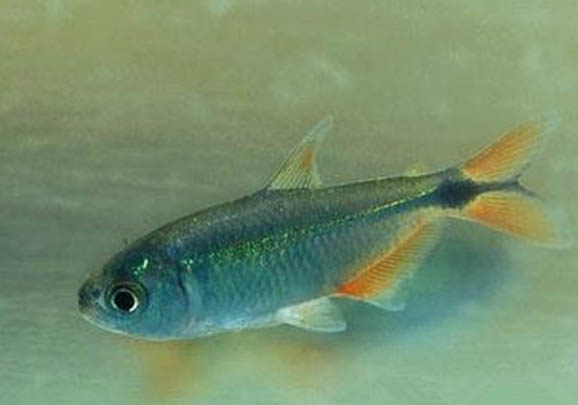 雙色草莓魚(yú)的品種簡(jiǎn)介