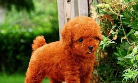貴賓犬太瘦原因