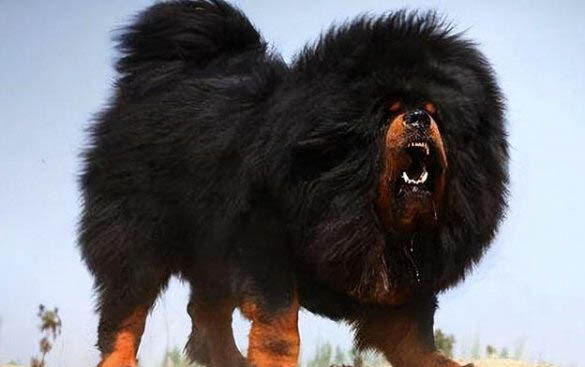平毛尋回獵犬冠狀病毒病因