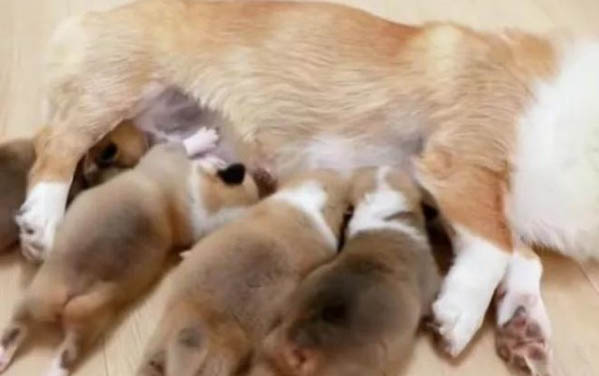 吃什么能讓狗狗毛色好看？