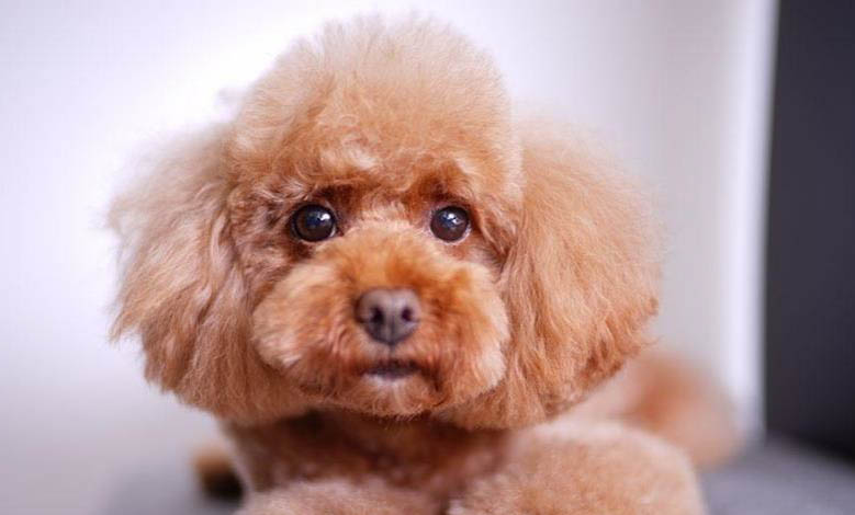 泰迪幼犬可以吃獼猴桃嗎