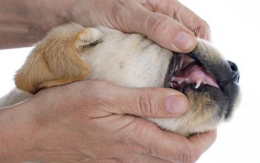 怎么防止幼犬吃屎