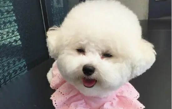 比熊犬與泰迪哪個好養(yǎng)