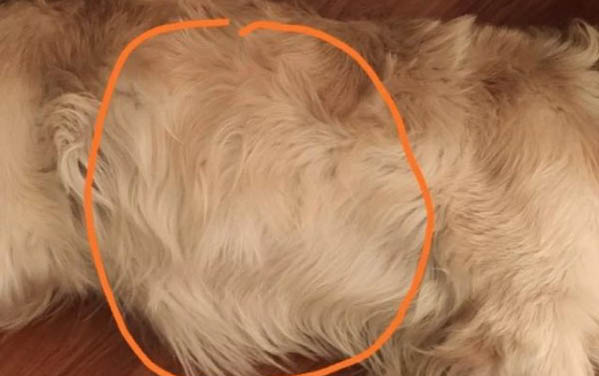 狗狗洗澡注意事項有哪些