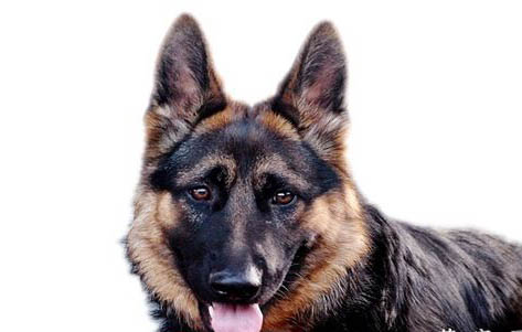 犬瘟有哪些癥狀表現