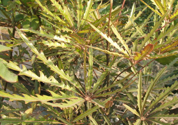 孔雀魚肚子變大是不是懷孕了，如何區(qū)分