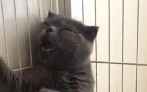 貓冠狀病毒感染治療