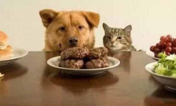 狗狗肝腹水晚期癥狀有哪些