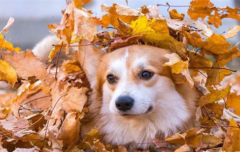 什么狗智商最高？