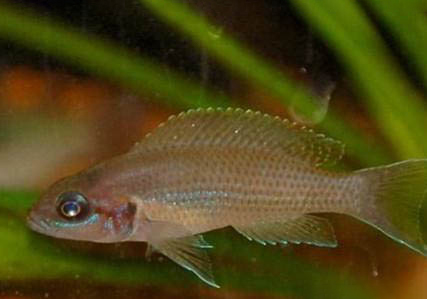 魚(yú)一周不喂會(huì)餓死嗎
