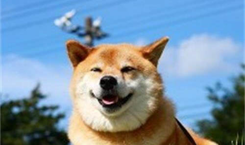 豆柴犬和柴犬哪個貴，有什么不同