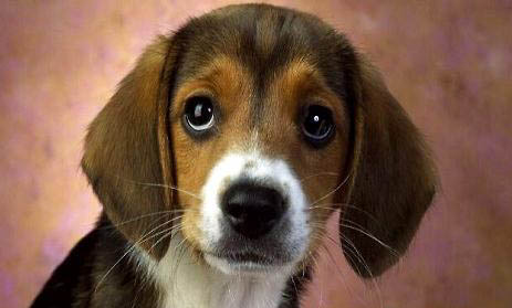 比格犬和柯基犬哪個好
